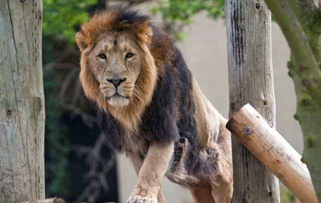 Lucifer-Asian-Lion-ZSL-Lo